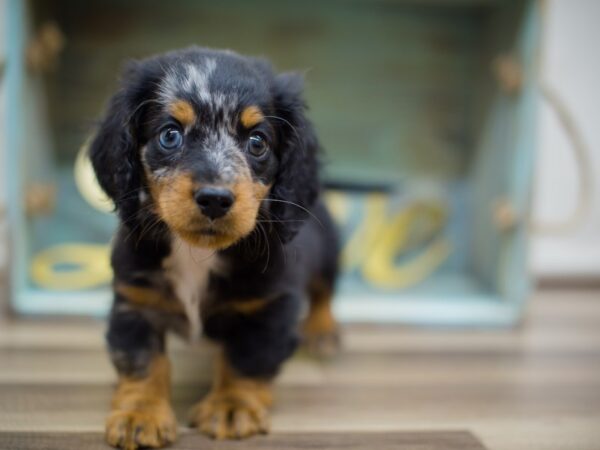 Miniature Dachshund DOG Male Black and Tan Dapple 13033 Petland Wichita, Kansas