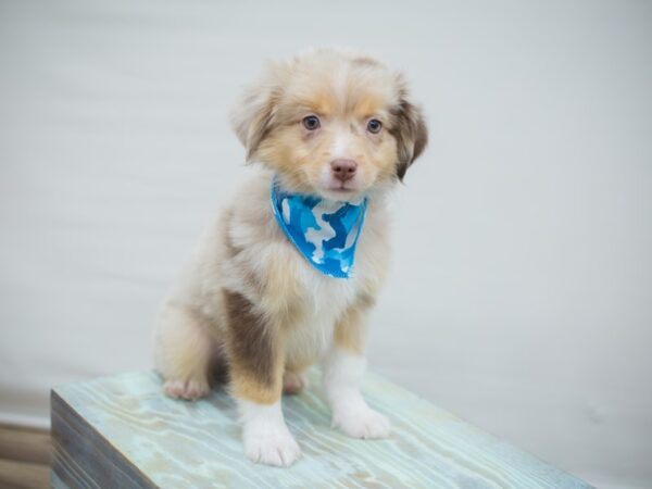 Toy Australian Shepherd DOG Male Red Merle 13031 Petland Wichita, Kansas