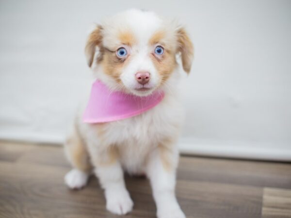 Toy Australian Shepherd-DOG-Female-Red Merle-13030-Petland Wichita, Kansas
