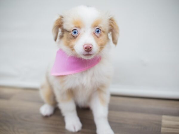 Toy Australian Shepherd DOG Female Red Merle 13030 Petland Wichita, Kansas