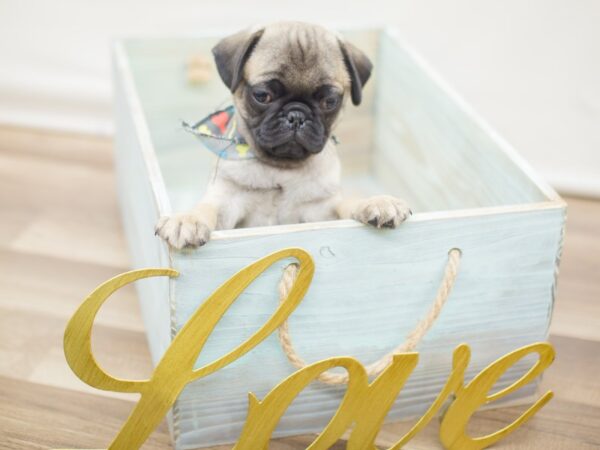 Pug-DOG-Male-Fawn-13029-Petland Wichita, Kansas