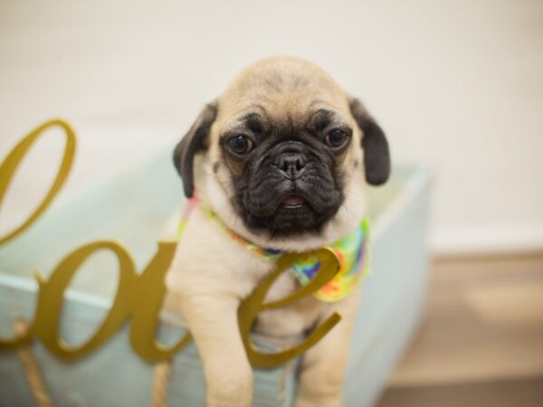 Pug-DOG-Male-Fawn-13028-Petland Wichita, Kansas