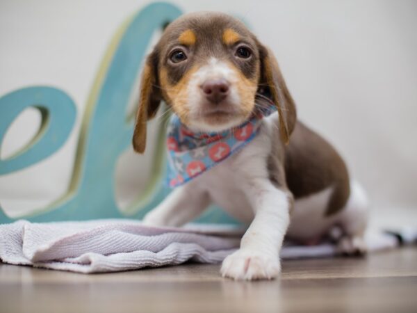 Beagle DOG Male Chocolate Tan and White 13067 Petland Wichita, Kansas