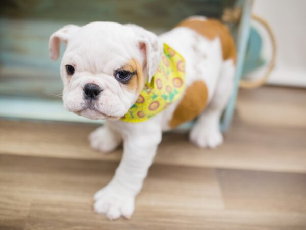 English Bulldog DOG Female Red and White 13065 Petland Wichita, Kansas