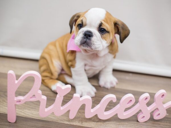 English Bulldog-DOG-Female-Red with White markings-13066-Petland Wichita, Kansas