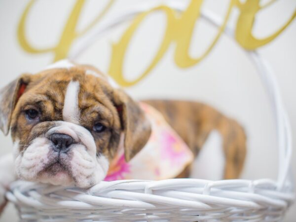 English Bulldog-DOG-Female-Brindle and White-13064-Petland Wichita, Kansas