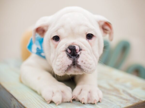 English Bulldog DOG Male Red and White 13063 Petland Wichita, Kansas