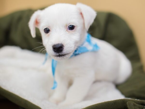 Jack Russell Terrier DOG Male White 13062 Petland Wichita, Kansas