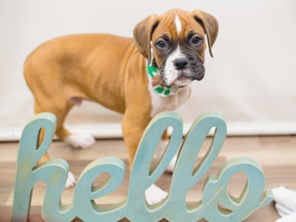 Boxer DOG Male Fawn and White 13061 Petland Wichita, Kansas