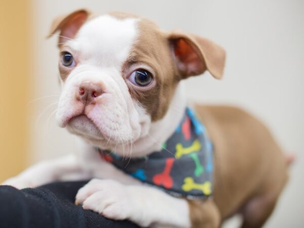 Boston Terrier DOG Male Seal and White 13060 Petland Wichita, Kansas