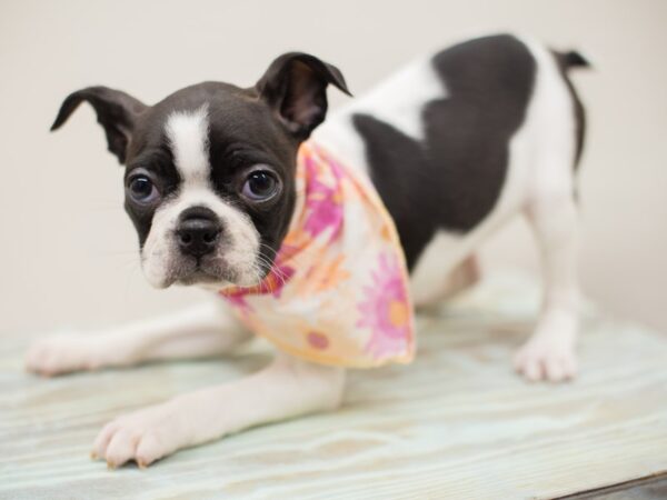 Boston Terrier DOG Female Black and White 13059 Petland Wichita, Kansas