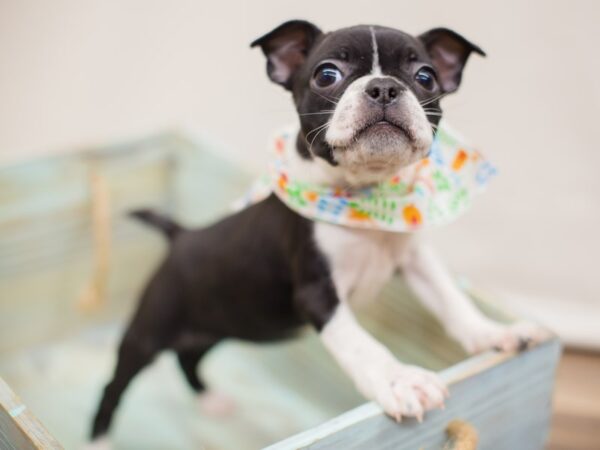 Boston Terrier DOG Female Black and White 13058 Petland Wichita, Kansas