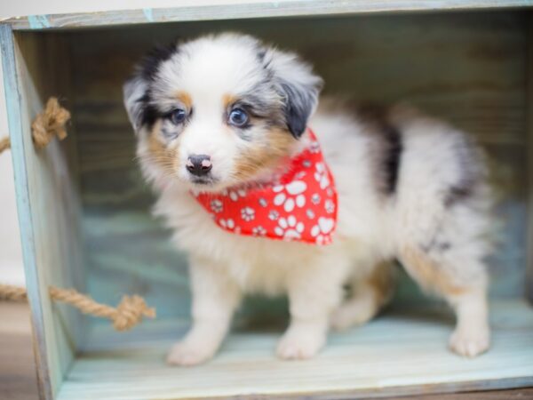 Miniature Australian Shepherd DOG Male Blue Merle 13057 Petland Wichita, Kansas