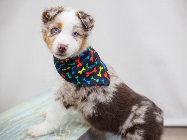 Miniature Australian Shepherd DOG Male Red Merle 13056 Petland Wichita, Kansas