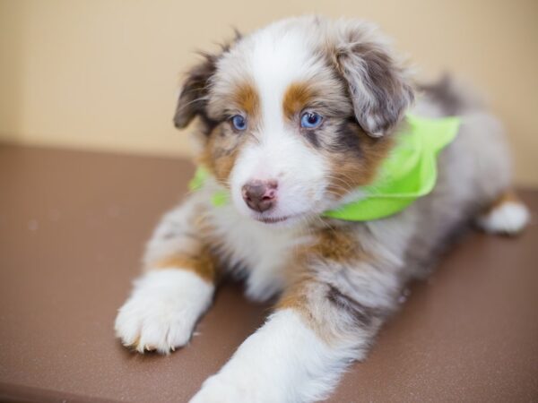 Miniature Australian Shepherd DOG Male Red Merle 13055 Petland Wichita, Kansas