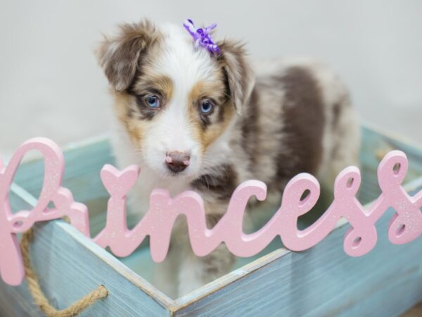 Miniature Australian Shepherd-DOG-Female-Red Merle-13054-Petland Wichita, Kansas