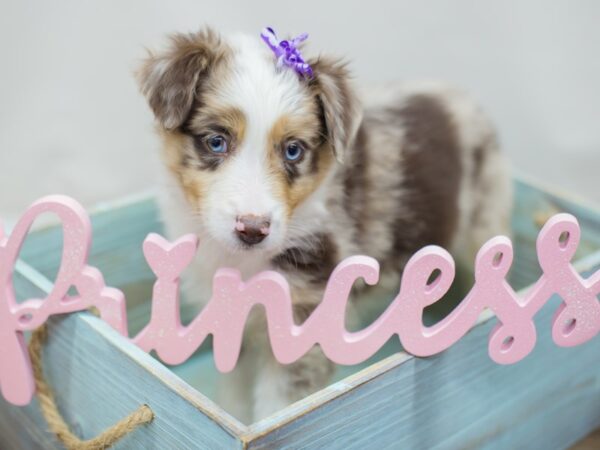 Miniature Australian Shepherd DOG Female Red Merle 13054 Petland Wichita, Kansas