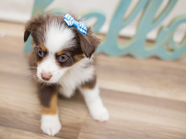 Miniature Australian Shepherd DOG Female Red Tri 13053 Petland Wichita, Kansas