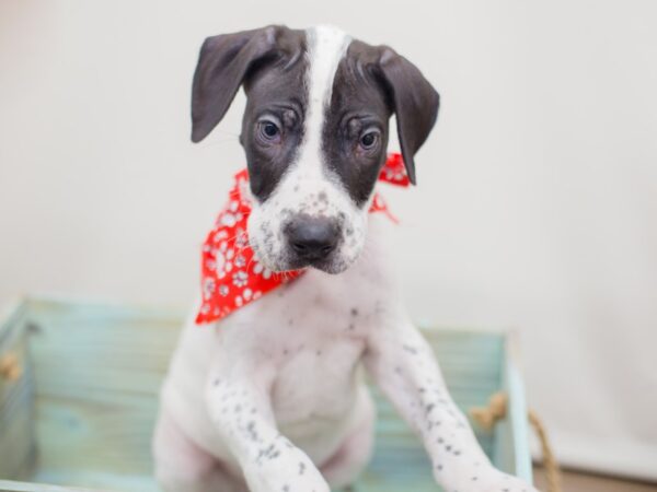 Great Dane DOG Male White and Black 13046 Petland Wichita, Kansas