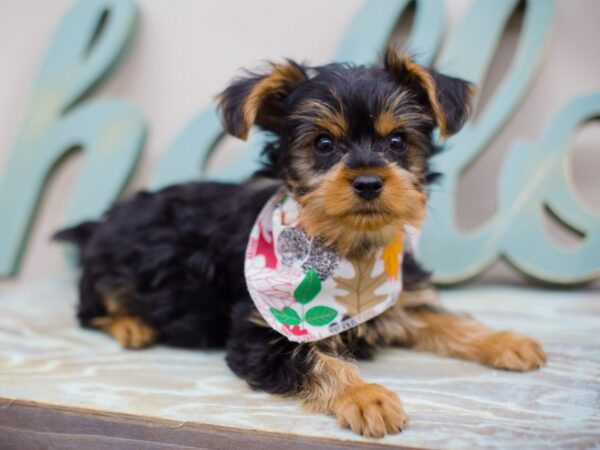 Yorkshire Terrier DOG Male Black and Tan 13045 Petland Wichita, Kansas