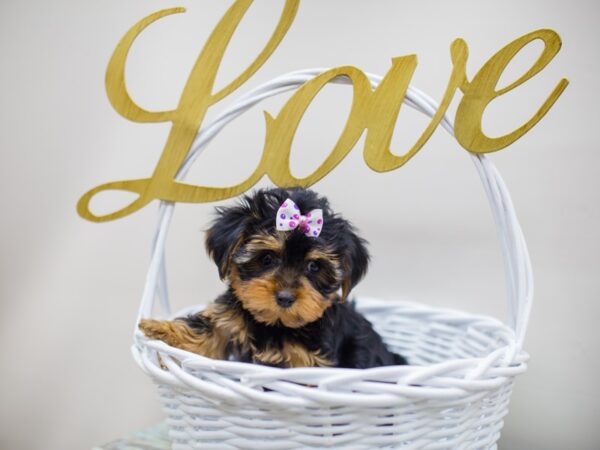 Yorkshire Terrier DOG Female Black and Tan 13044 Petland Wichita, Kansas