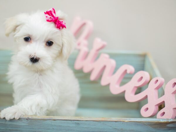 Maltese DOG Female White 13043 Petland Wichita, Kansas