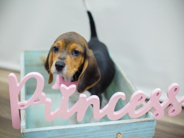Beagle-DOG-Female-Tri Color-13047-Petland Wichita, Kansas