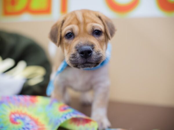 Mini Walrus DOG Male Fawn and White 13048 Petland Wichita, Kansas