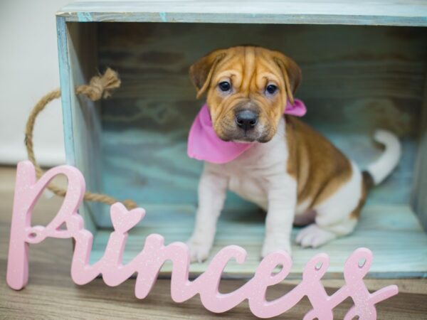 Mini Walrus-DOG-Female-Fawn and White-13049-Petland Wichita, Kansas