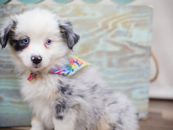 Miniature Australian Shepherd DOG Male Blue Merle 13051 Petland Wichita, Kansas