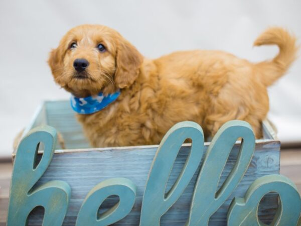 Miniature Goldendoodle DOG Male Golden 13068 Petland Wichita, Kansas