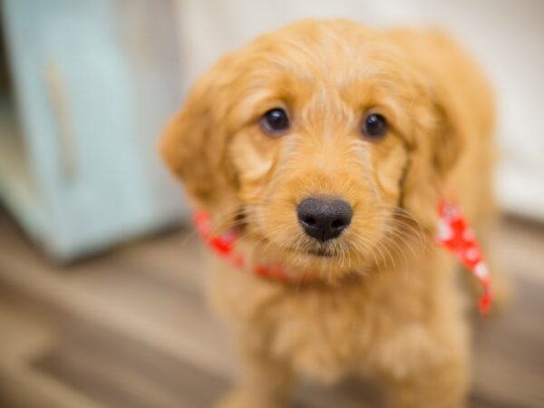 Miniature Goldendoodle DOG Male Golden 13069 Petland Wichita, Kansas