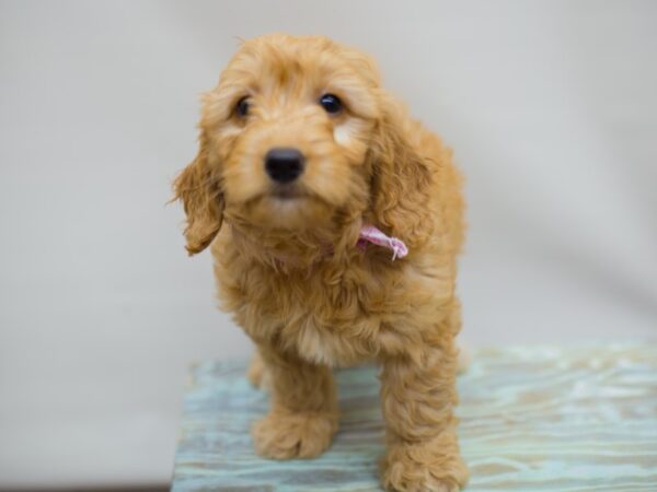 Miniature Goldendoodle DOG Female Golden 13070 Petland Wichita, Kansas