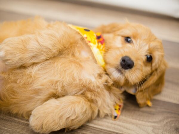 Miniature Goldendoodle DOG Female Golden 13071 Petland Wichita, Kansas