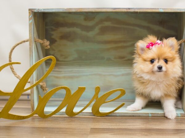 Pomeranian DOG Female Gold and White 13072 Petland Wichita, Kansas