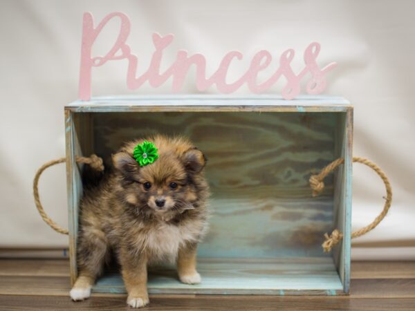 Pomeranian DOG Female Sable 13073 Petland Wichita, Kansas