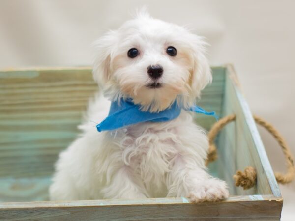 Maltese-DOG-Male-White-13074-Petland Wichita, Kansas