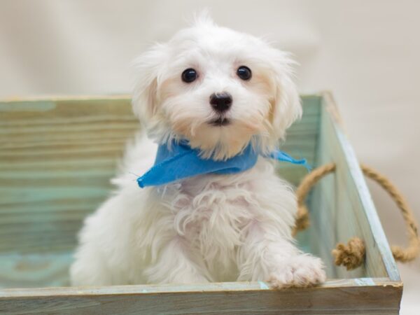 Maltese DOG Male White 13074 Petland Wichita, Kansas