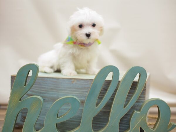 Maltese DOG Male White 13075 Petland Wichita, Kansas