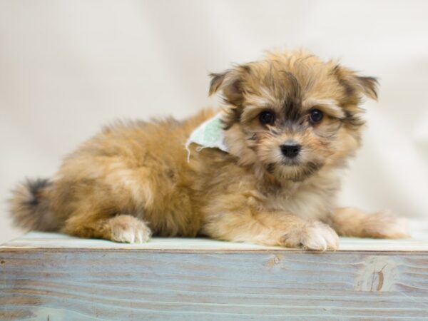 Toy Maltipom DOG Male Dark Sable 13078 Petland Wichita, Kansas