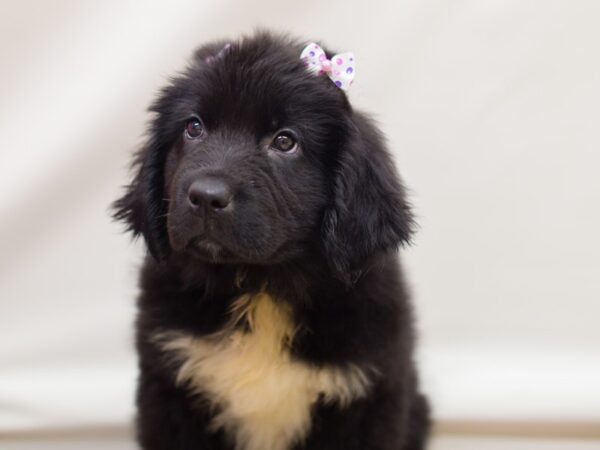 Newfoundland-DOG-Female-Black and White-13085-Petland Wichita, Kansas