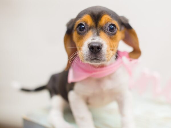 Beagle DOG Female Black Tri-Color 13084 Petland Wichita, Kansas