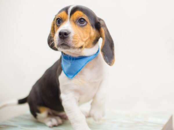 Beagle DOG Male Black Tri-Color 13083 Petland Wichita, Kansas