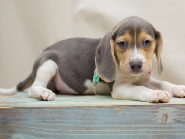 Beagle DOG Male Blue tri 13098 Petland Wichita, Kansas