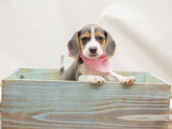 Beagle DOG Female Blue tri 13099 Petland Wichita, Kansas