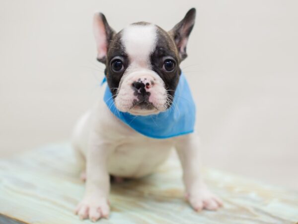 French Bulldog DOG Male Brindle and White 13087 Petland Wichita, Kansas