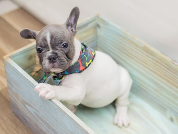 French Bulldog DOG Male Blue and White 13088 Petland Wichita, Kansas