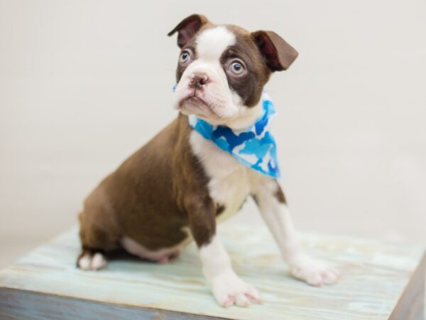 Boston Terrier DOG Male Chocloate and white with Hazel eyes 13089 Petland Wichita, Kansas