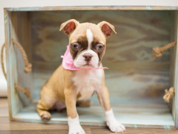 Boston Terrier DOG Female Fawn Tux w/chocolate mask 13090 Petland Wichita, Kansas