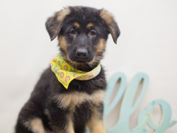 German Shepherd Dog DOG Female Black and Tan 13091 Petland Wichita, Kansas